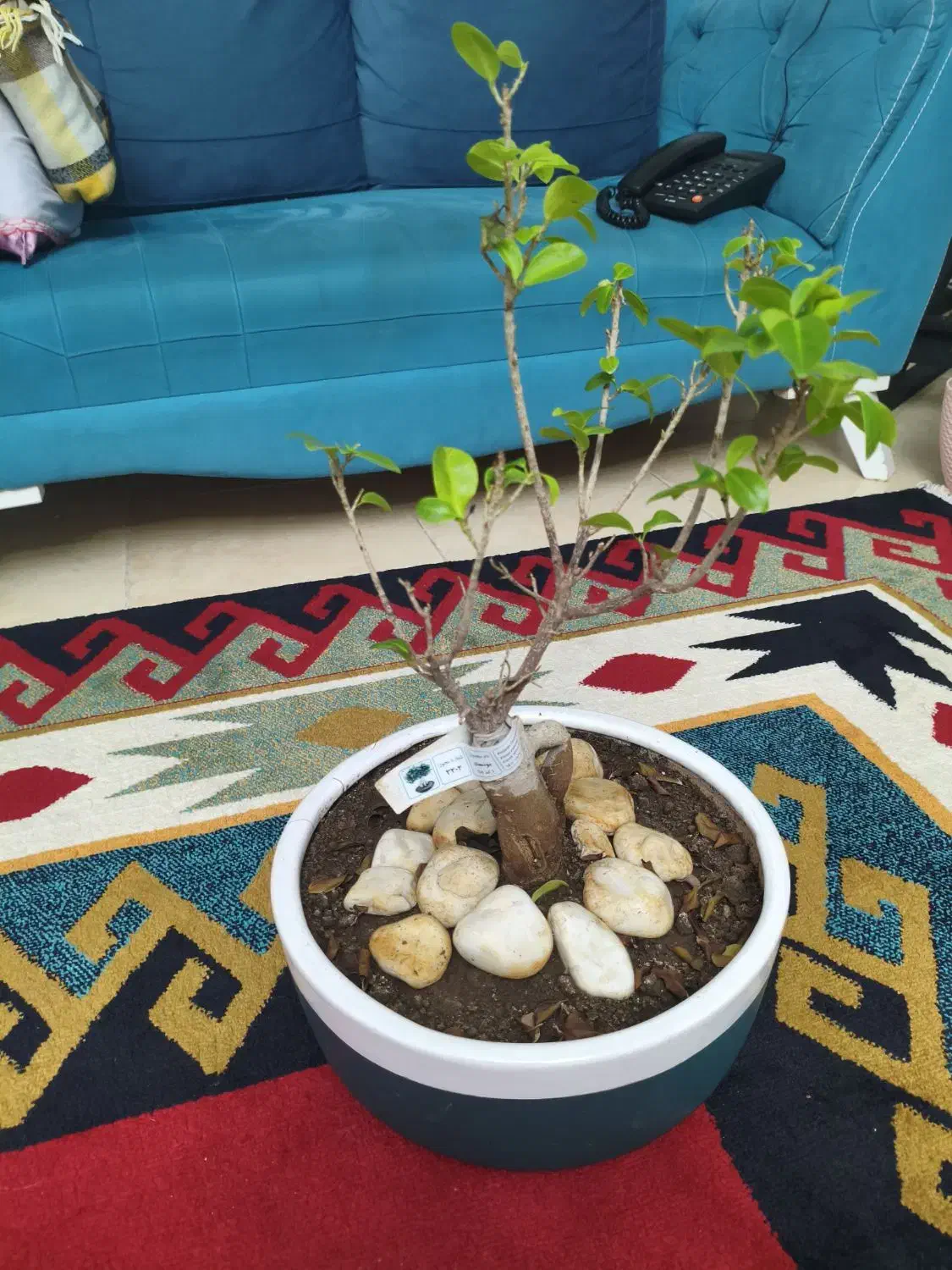 گل بونسای رتوزا خانگی|گل و گیاه طبیعی|رشت, علی آباد|دیوار