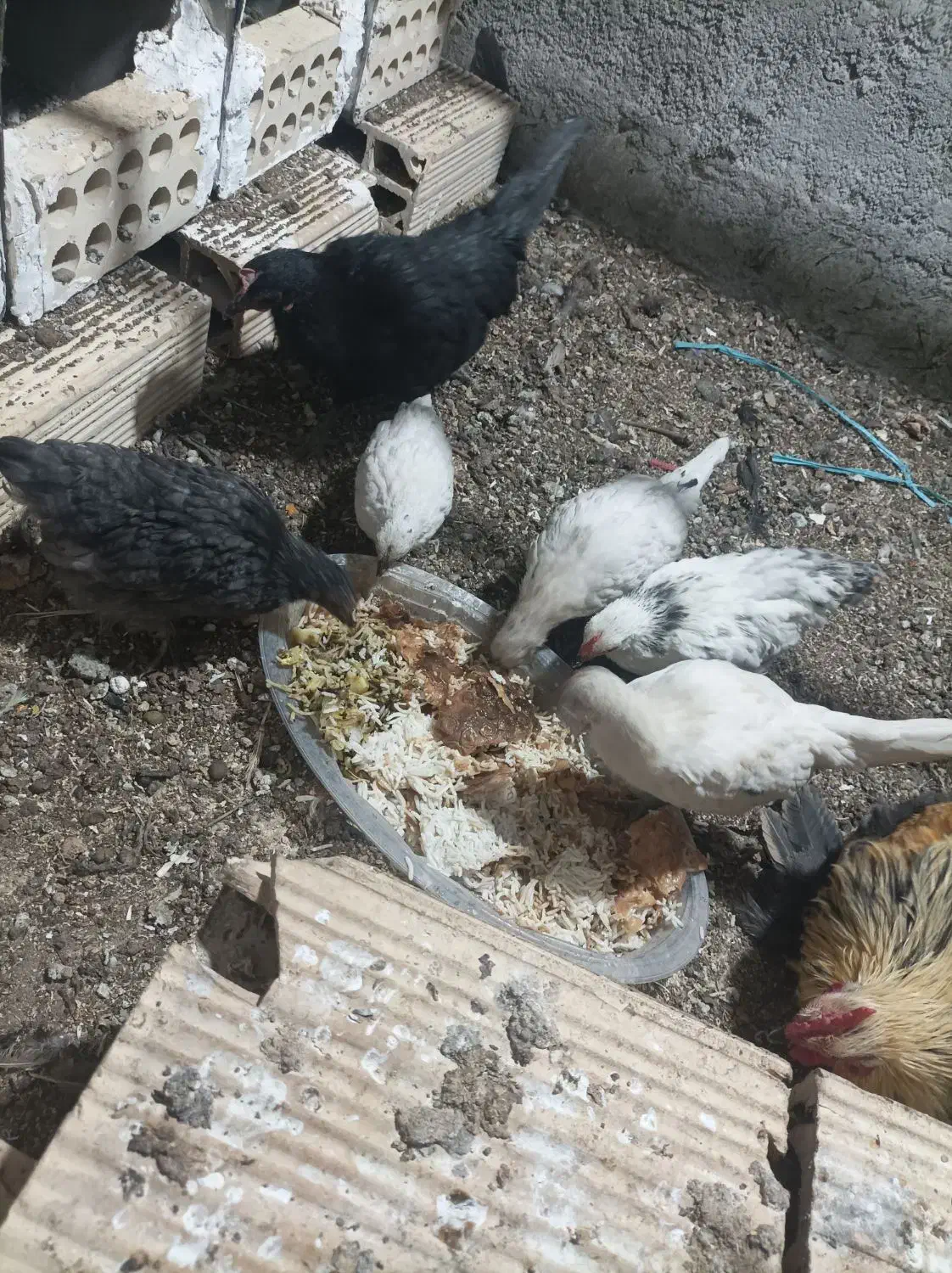 مرغ خروس زینتی همراه با جوجه هاش|حیوانات مزرعه|ورامین, ورامین|دیوار