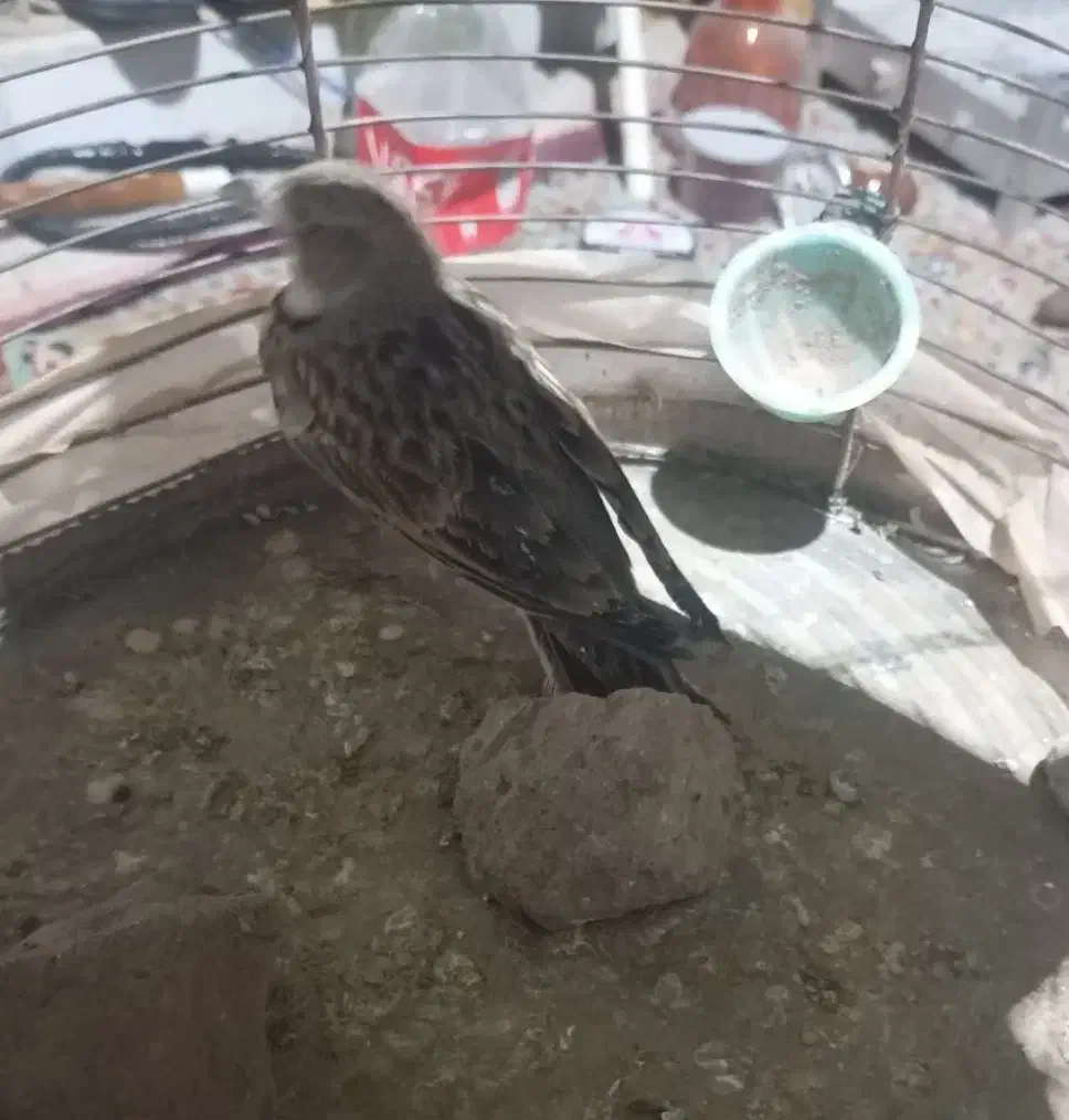 سهره خاکی|پرنده|کرمان, |دیوار