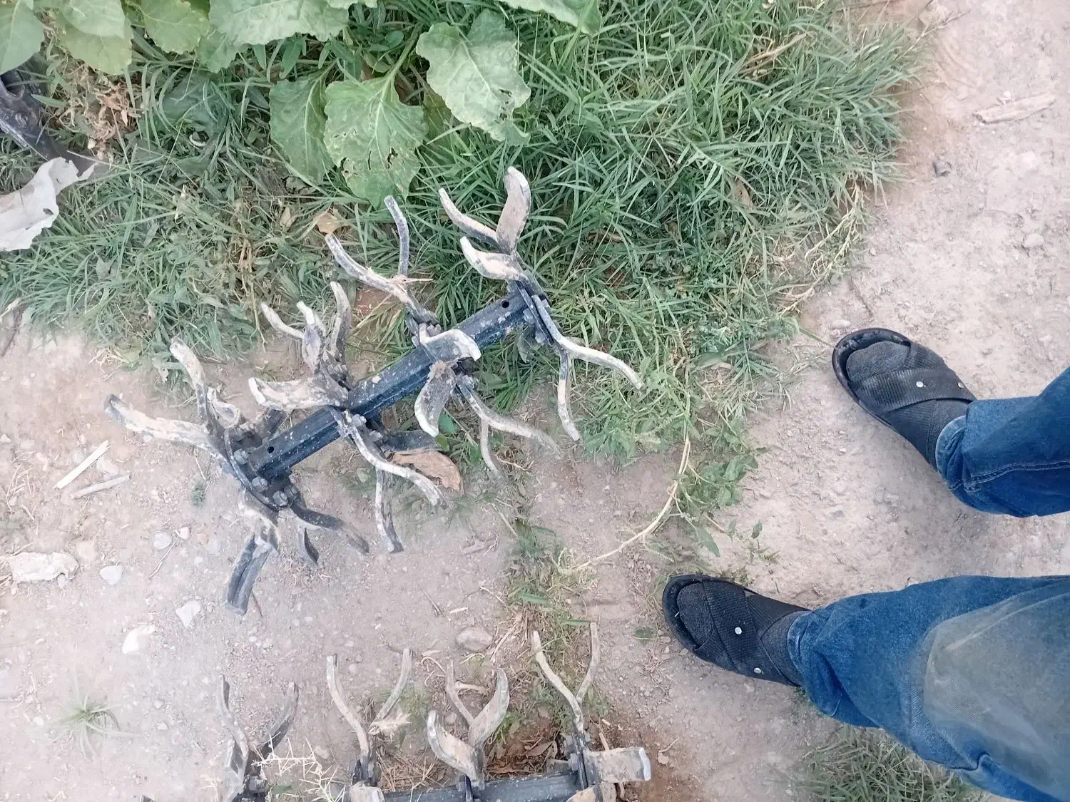 علف زنی، شخم زنی، کشت گل و گیاه، تیلر زن زعفران|خدمات باغبانی و درختکاری|مشهد, توس (بلوار توس)|دیوار