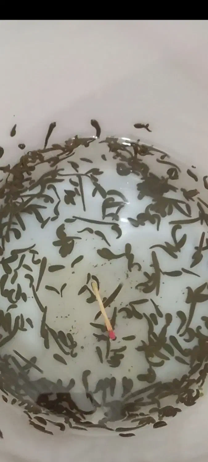 زالو صیدی کبریتی|آرایشی، بهداشتی، درمانی|بندر انزلی, چهارفریضه|دیوار