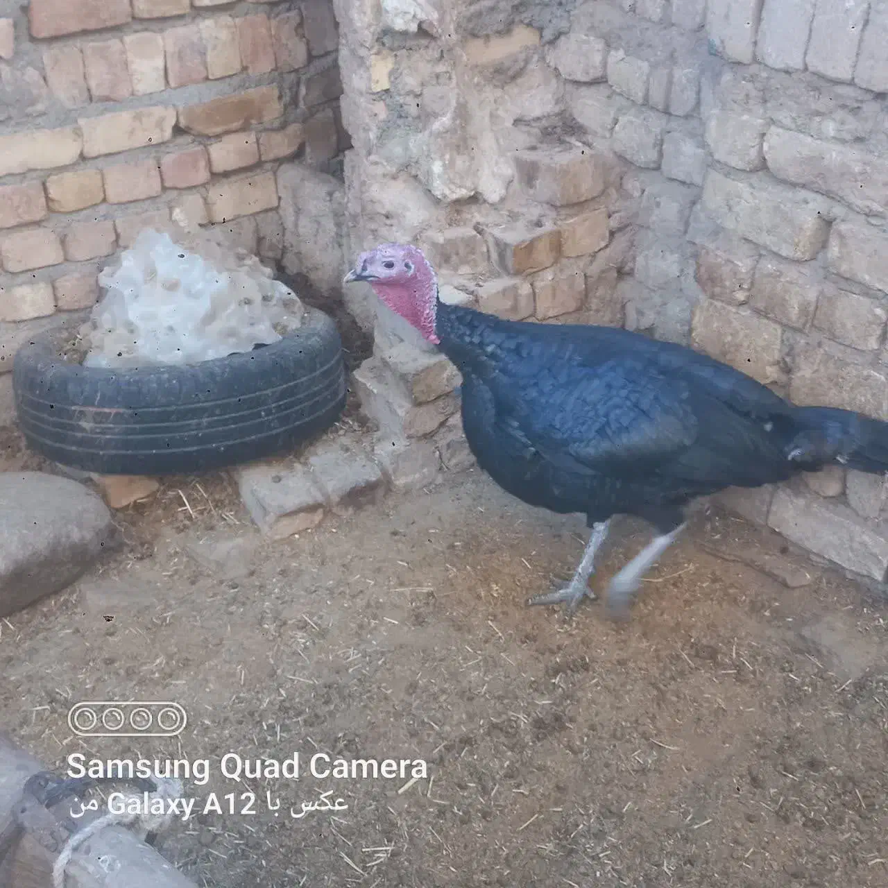 بوقلمون نر و ماده|حیوانات مزرعه|قم, علی آباد سعدگان|دیوار