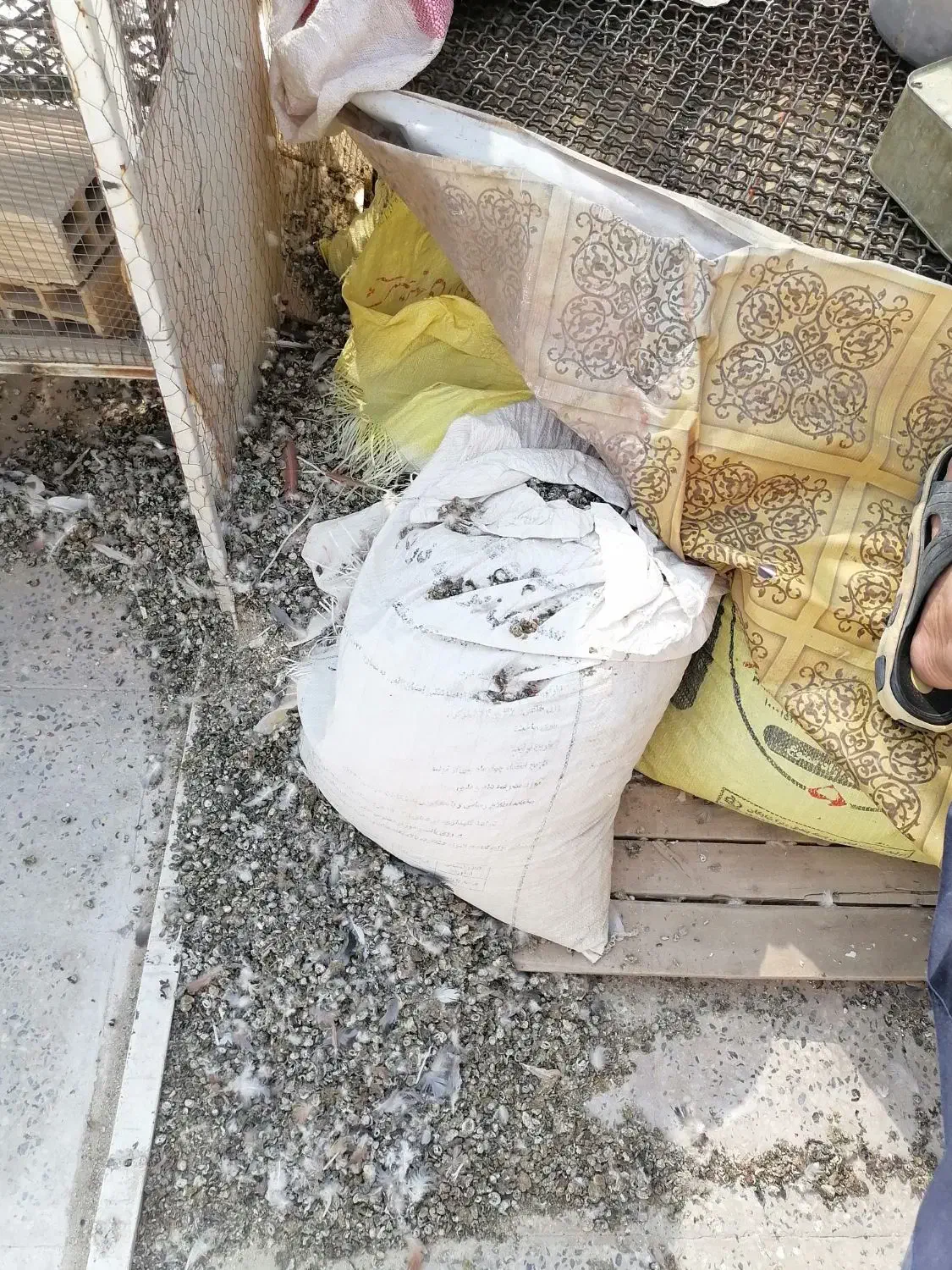 کود فزله چلغوز فضله کبوتر کفتر|گل و گیاه طبیعی|نجف‌آباد, رجایی شمالی|دیوار