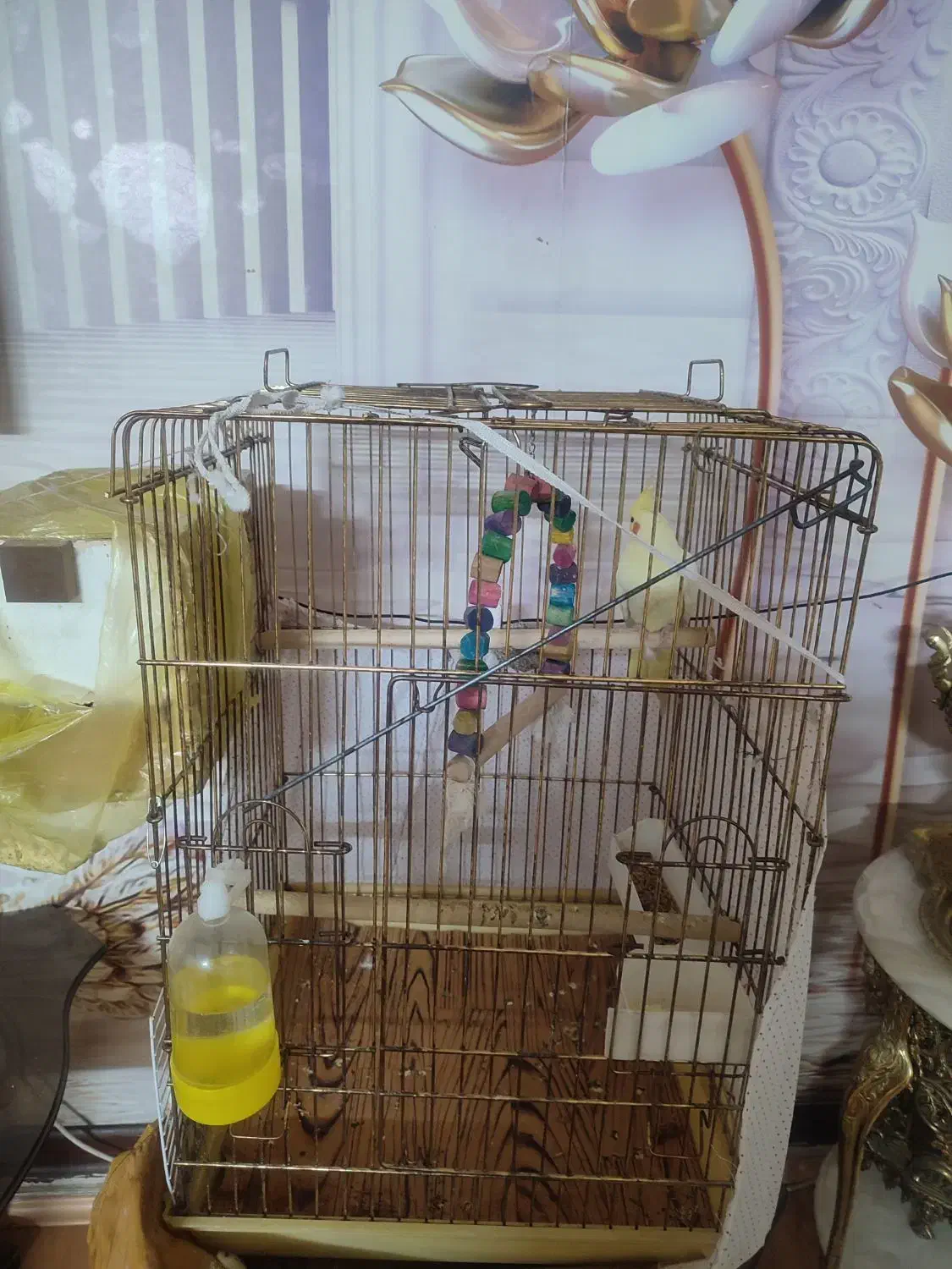 عروس هلندی بالغ وتخم گذار|پرنده|تهران, مسعودیه|دیوار