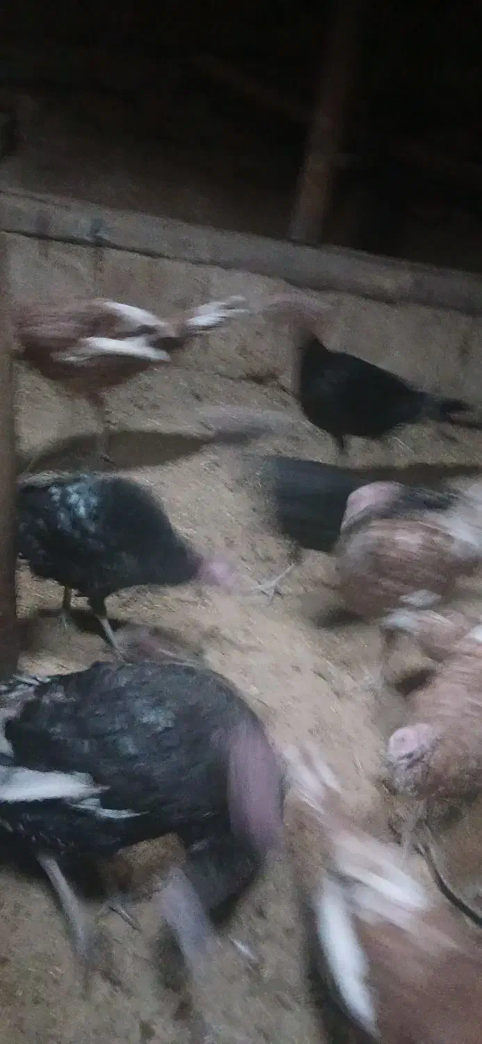 بیست بوقلمون با جوجه|حیوانات مزرعه|سقز, |دیوار