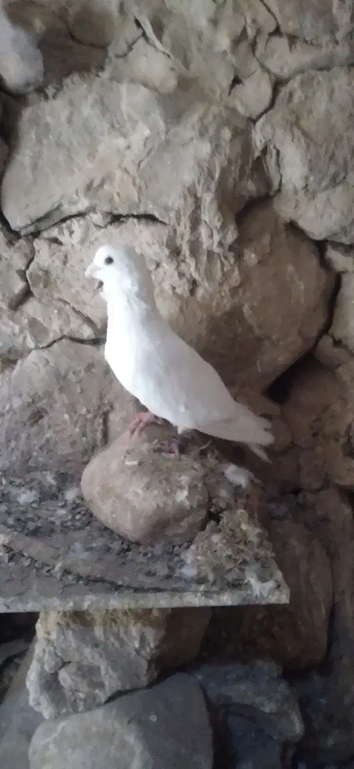 کفتر سفید|پرنده|آبکوه, |دیوار