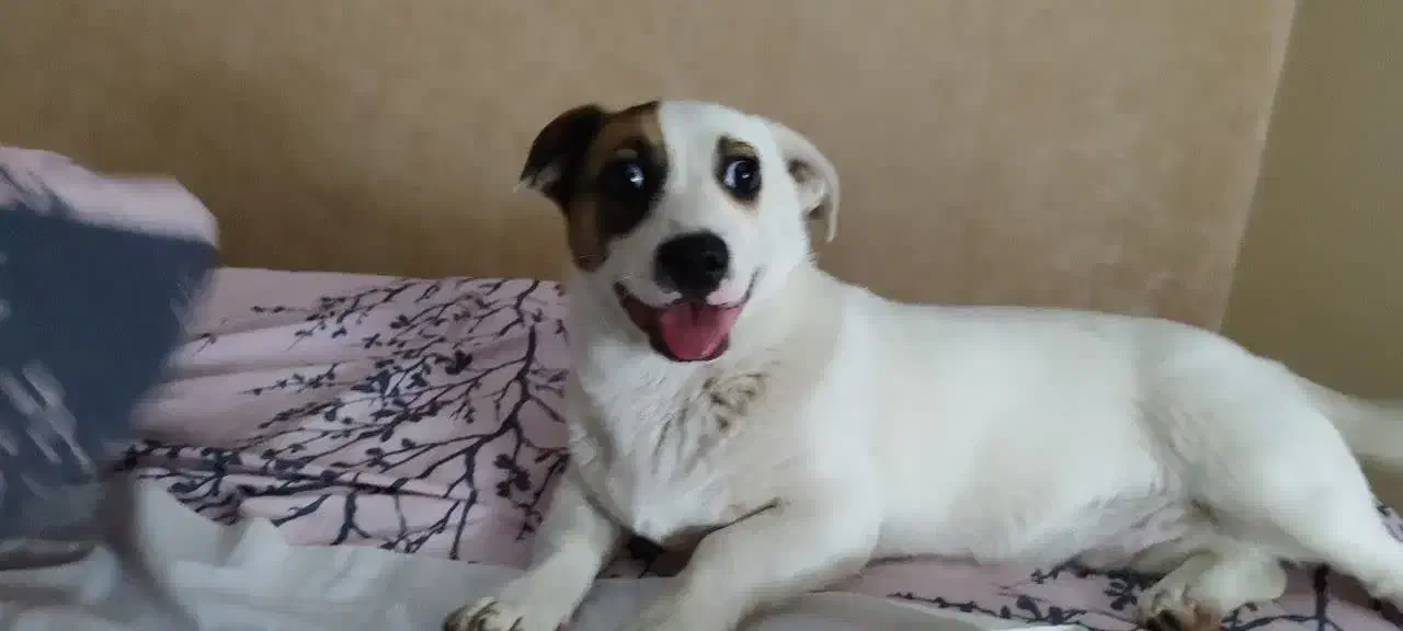 سگ جک راسل تریر|سگ|مشهد, رستگار|دیوار