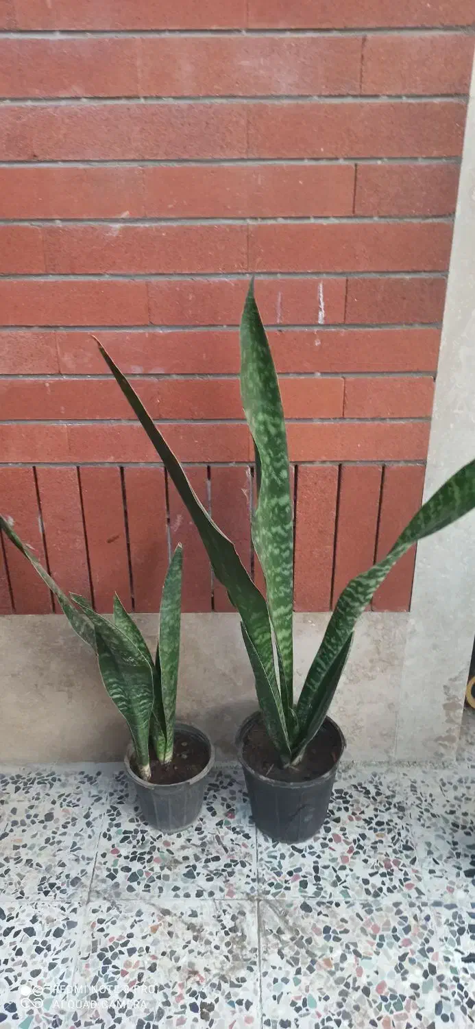 سانسوریاپوست ماری‌گلدانی فقط(۱۳۰ تومان - ۹۰تومان‌)|گل و گیاه طبیعی|چابهار, |دیوار