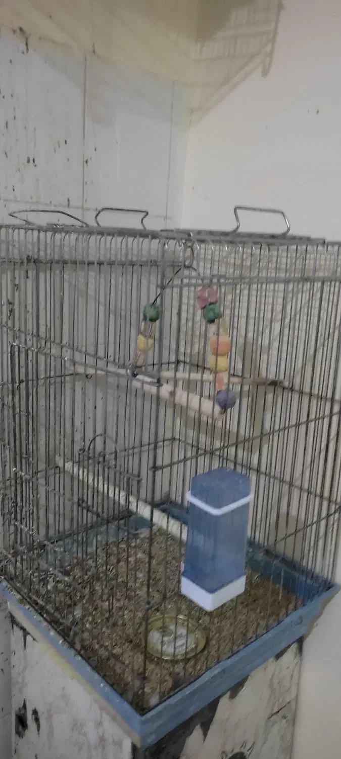 قفس کاسکویی بزرگ جنس ضخیم|لوازم جانبی حیوانات|سبزوار, شرق کال عیدگاه|دیوار