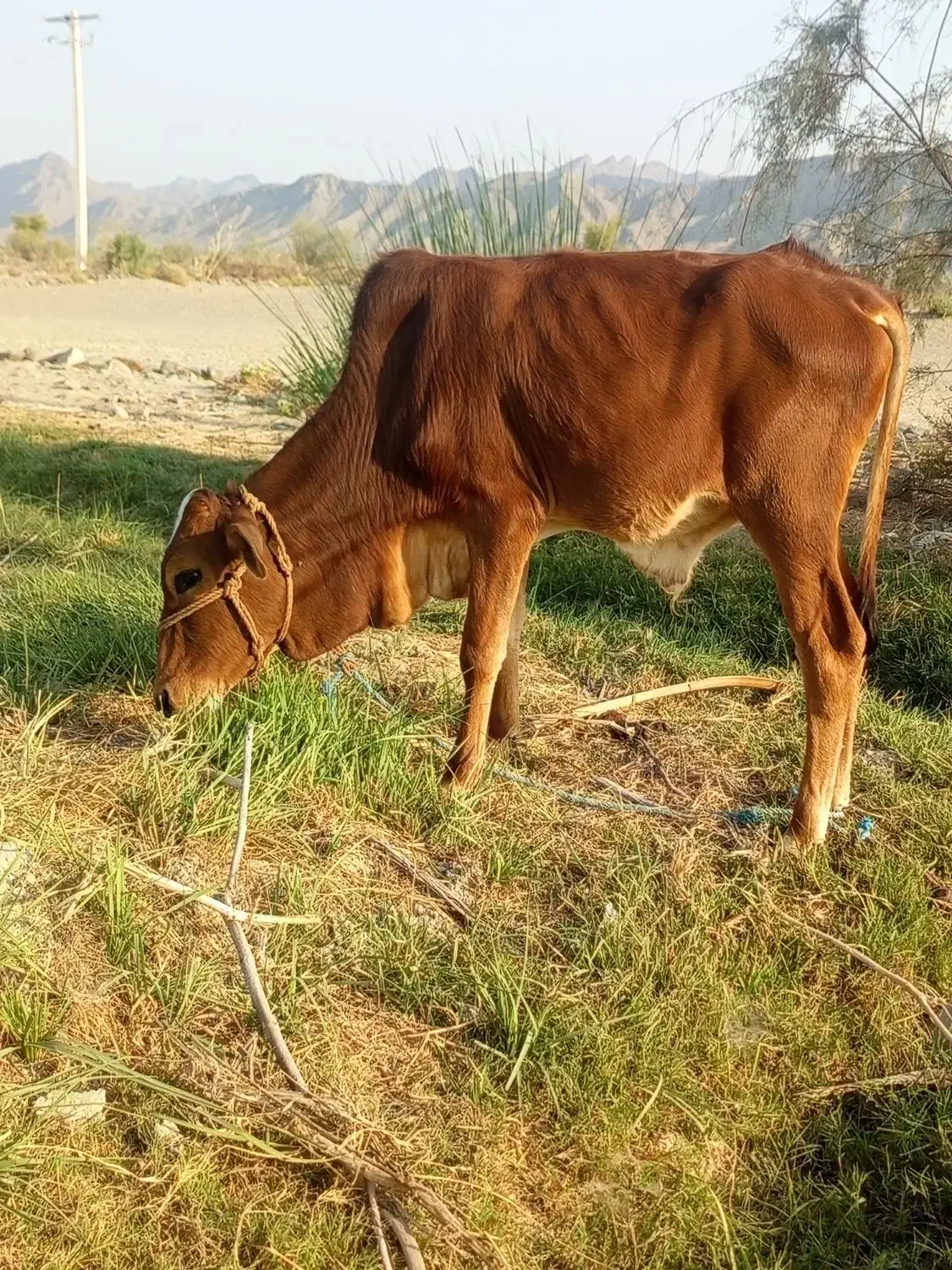 فروش فوری مشتریان قیمت شکاری زدم فقط خریدار بیاد|حیوانات مزرعه|ساربوک, |دیوار