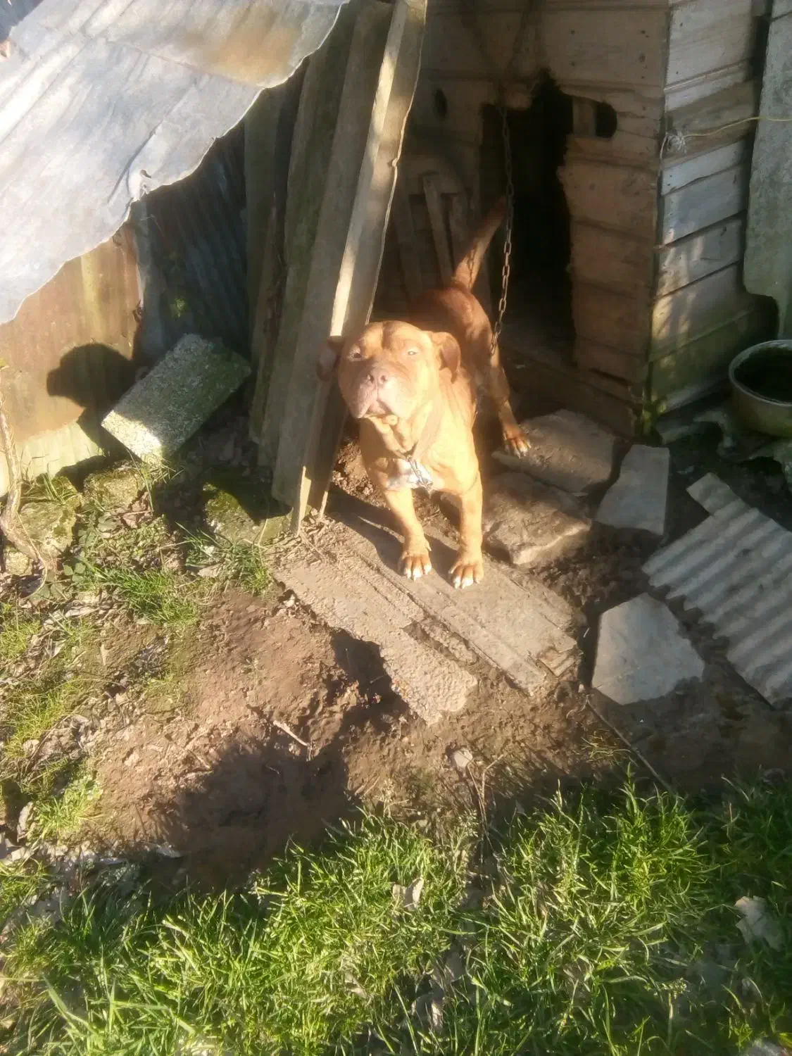 سگ پیتبول|سگ|کوچصفهان, |دیوار