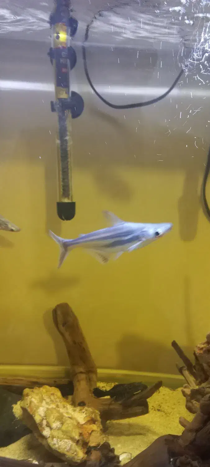 ماهی پنکوسی|ماهی|شیراز, گویم|دیوار