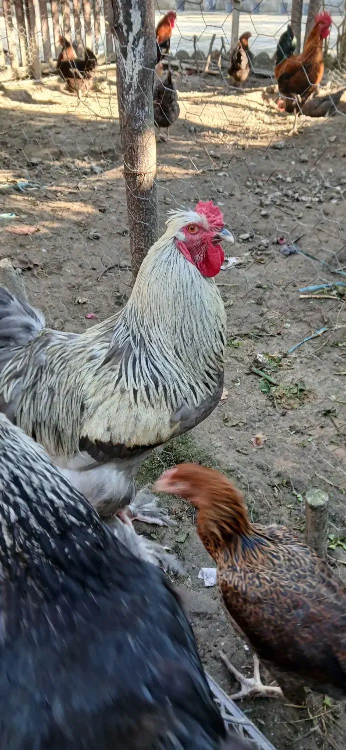 مرغ و خروس برهما رنگهای خاص و زیبا|حیوانات مزرعه|نوشهر, |دیوار