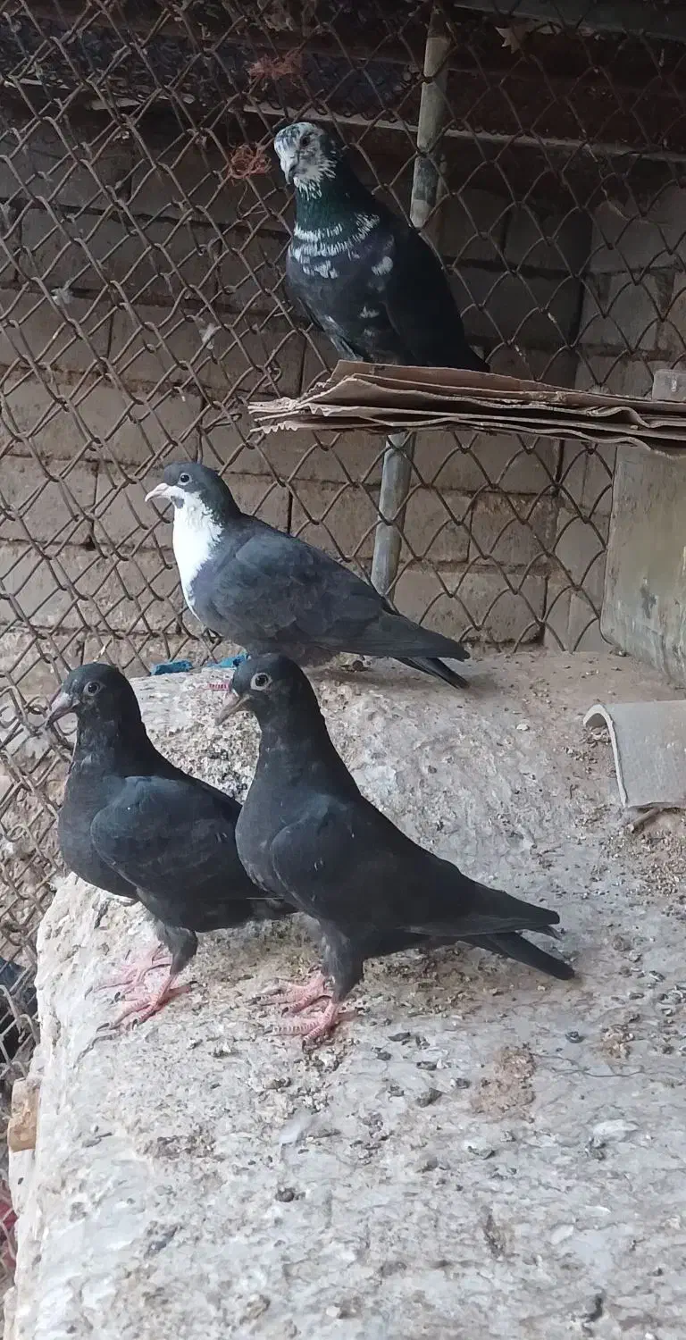 کبوتر بسیارعالی دورگه|پرنده|سیرجان, |دیوار
