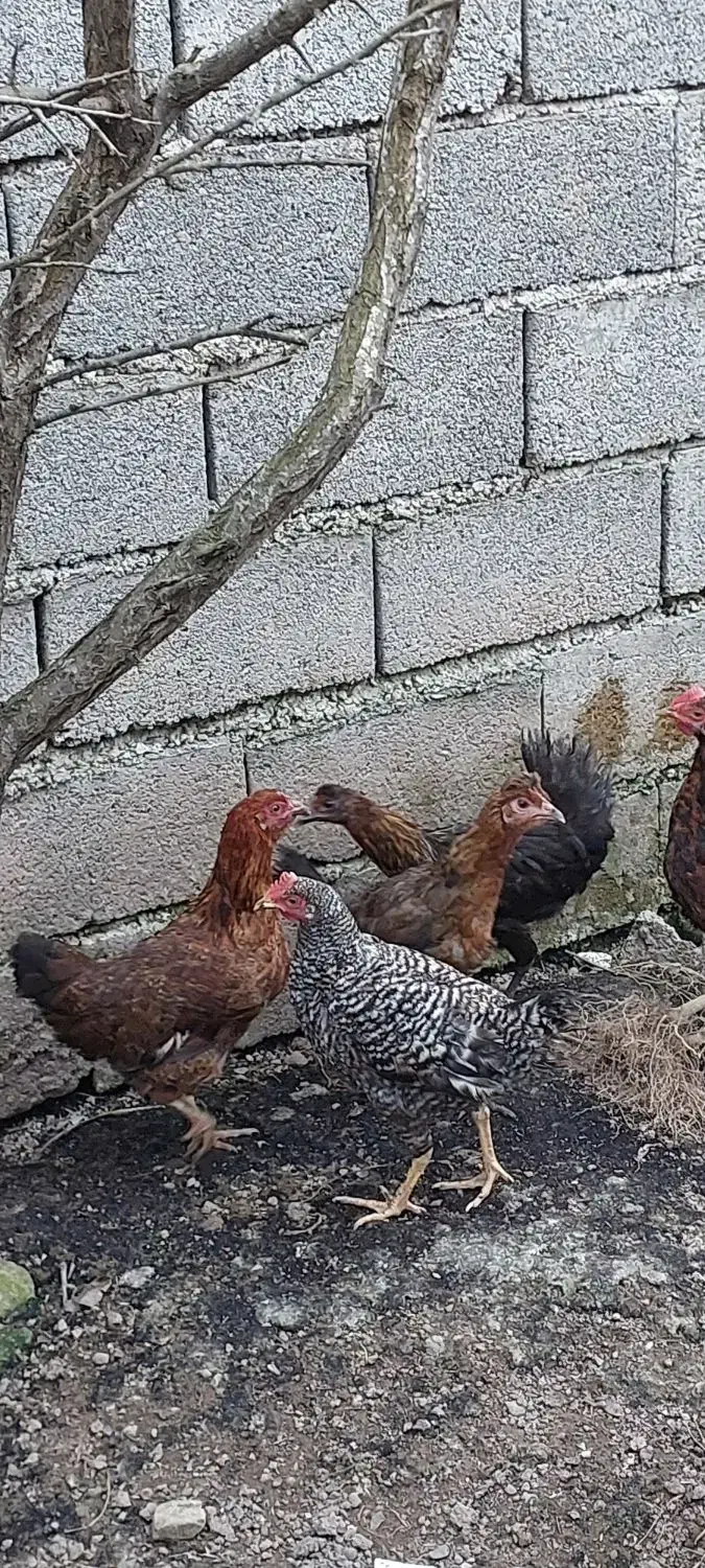 خروس محلی و جوجه|حیوانات مزرعه|رودبنه, |دیوار