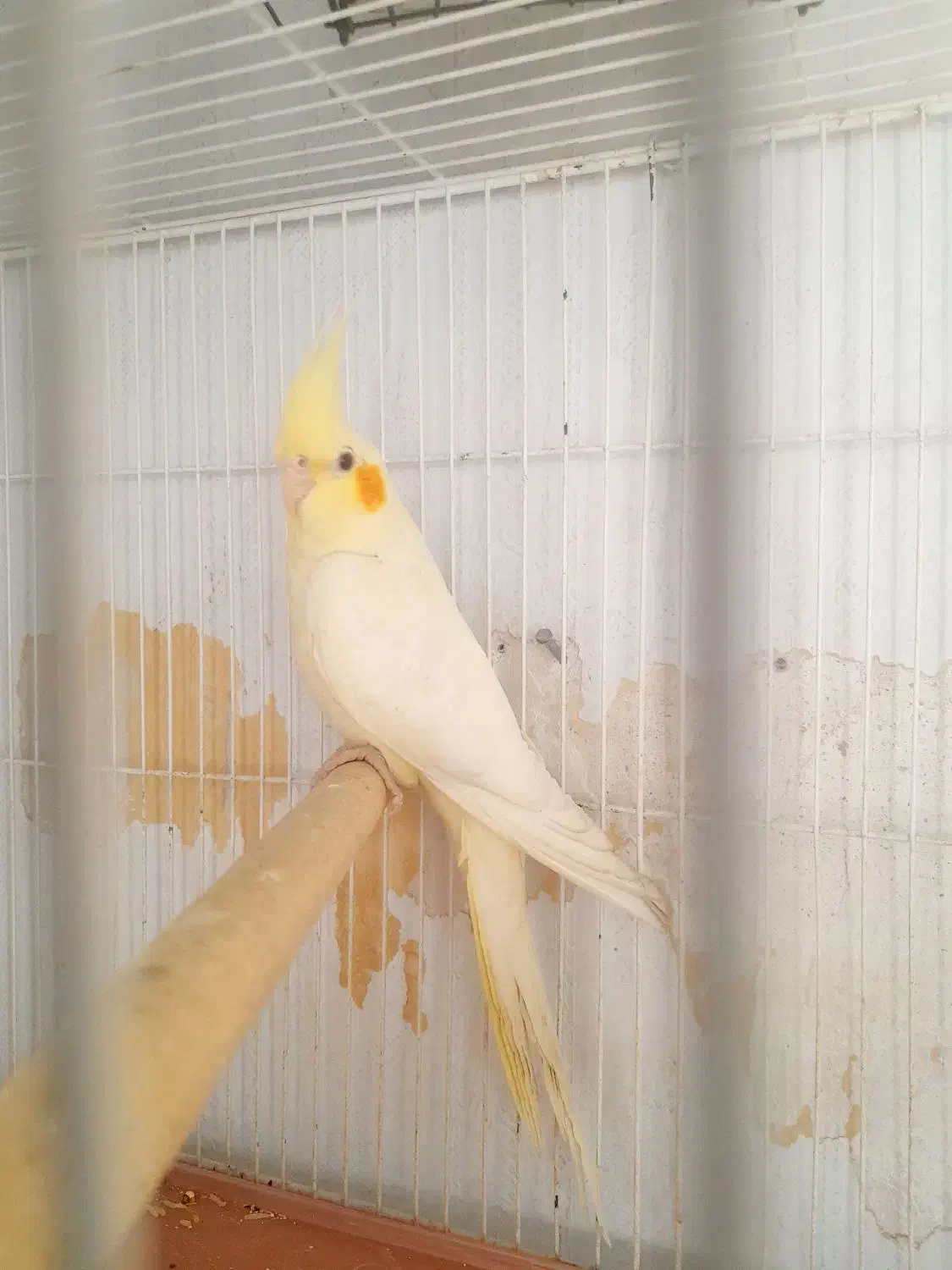 عروس هلندی.معاوضه ای|پرنده|مرودشت, بیست متری بیمارستان|دیوار