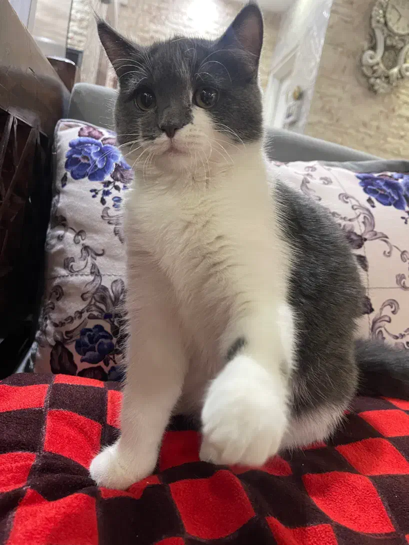 دختر اسکاتیش موکوتاه|گربه|پرند, فاز ۵|دیوار