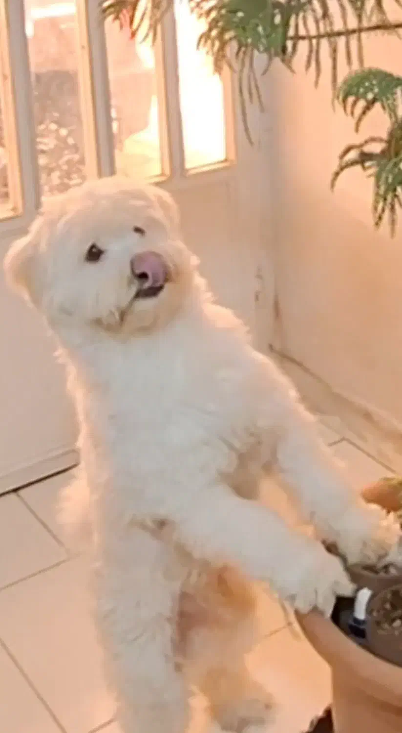 سگ تریر واگذاری رایگان|سگ|فردیس, منظریه|دیوار