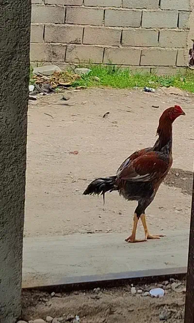 خروس لاری فروش فوری|حیوانات مزرعه|سورک, |دیوار