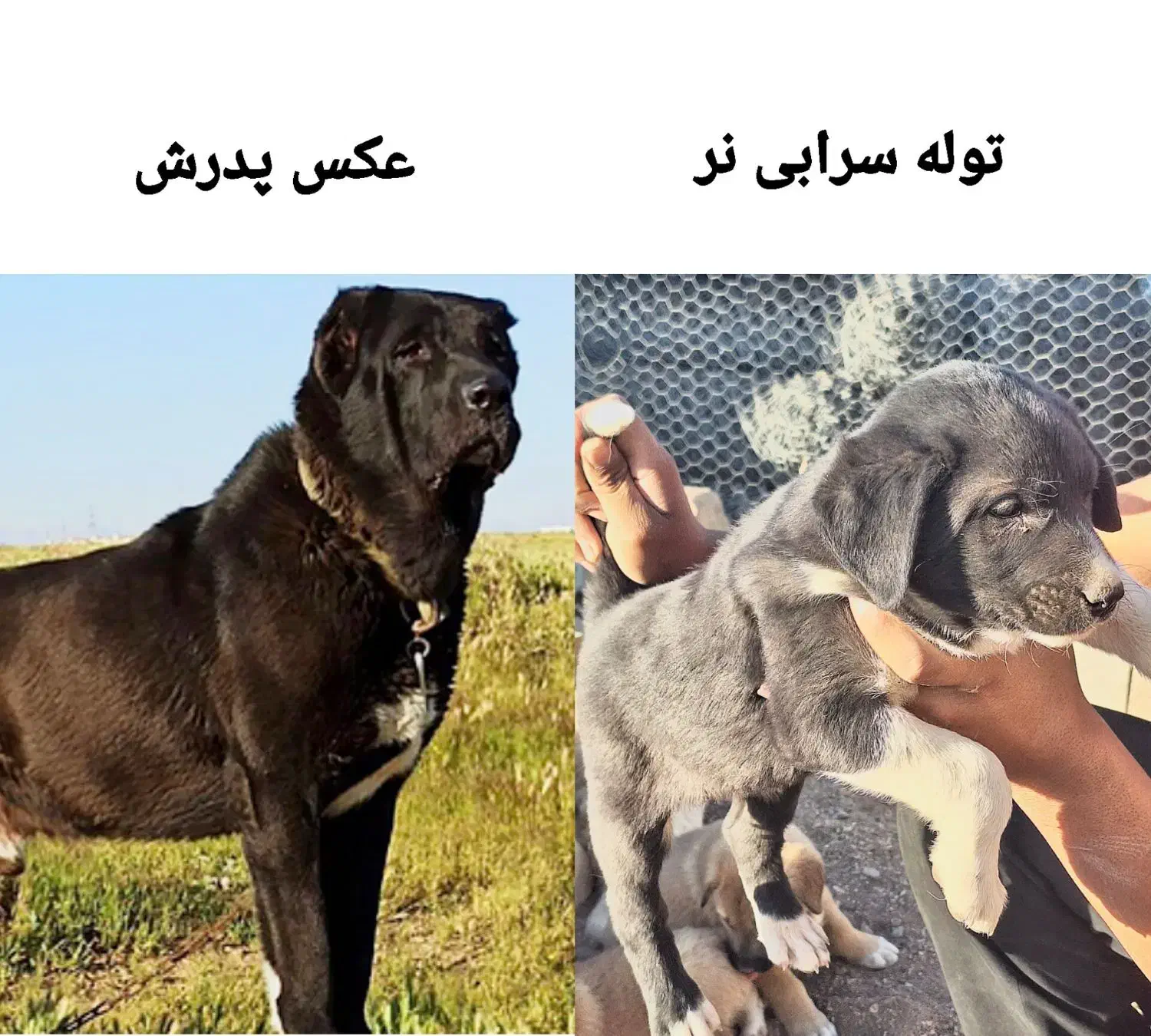 توله سرابی|سگ|کوزران, |دیوار