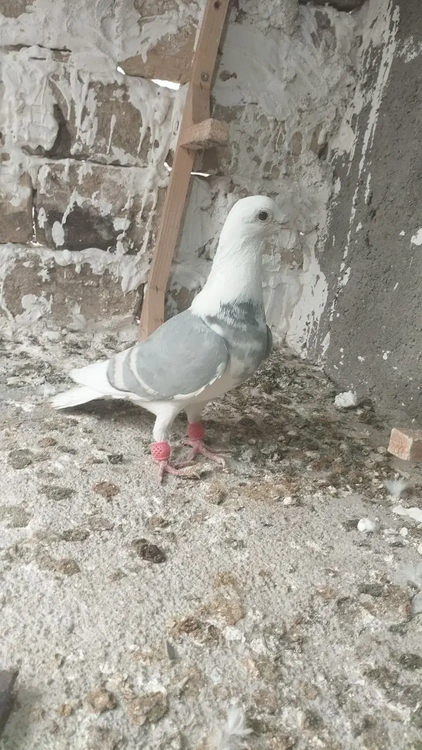 کفتر پشت کراف دو خط سفید نر پرشی|پرنده|رضویه, |دیوار