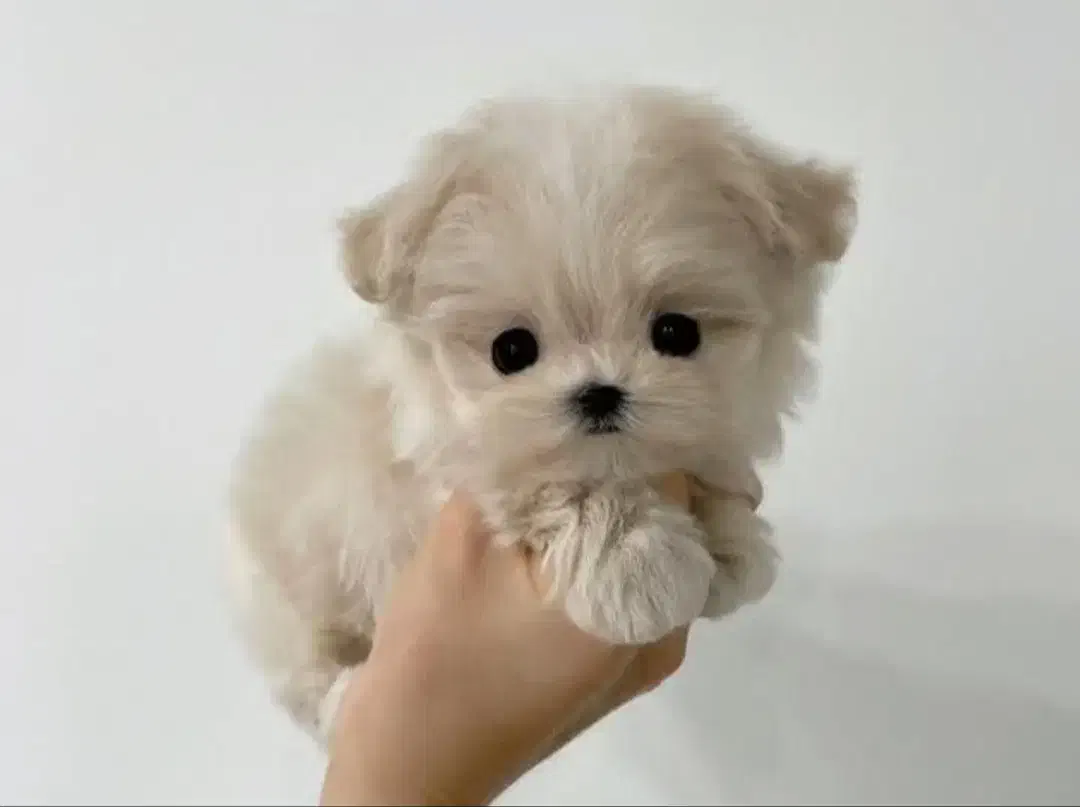 پودلتیپو بازیگوش|سگ|تهران, امیریه|دیوار