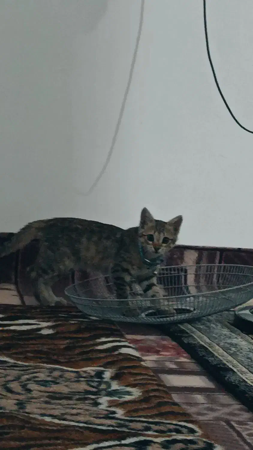 اگه هرکسی گربه داره من میتونم نگهداری کنم ازشون|گربه|خوی, |دیوار