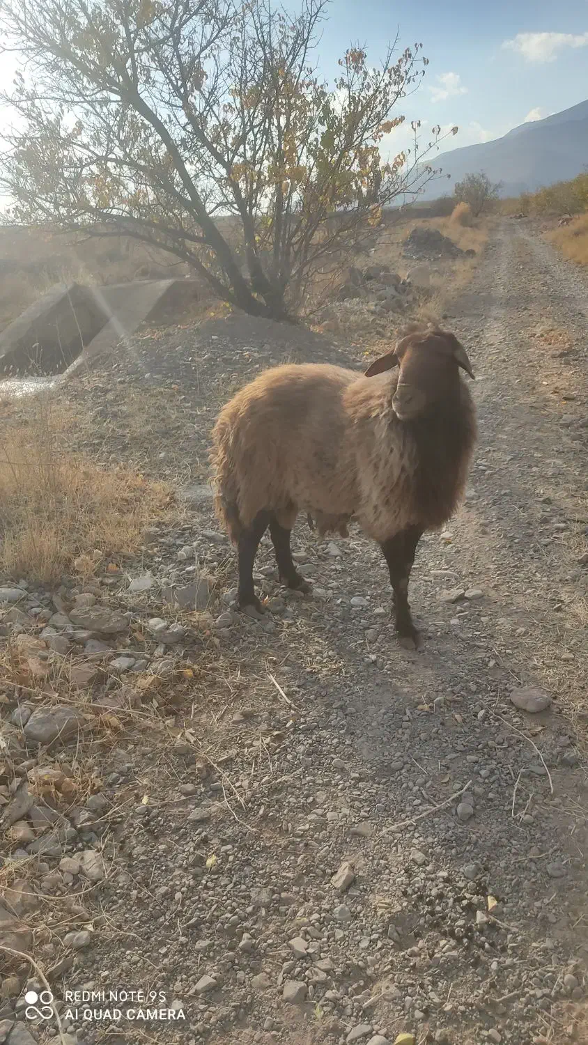 قوچ همو با میش هترو|حیوانات مزرعه|بسطام, |دیوار