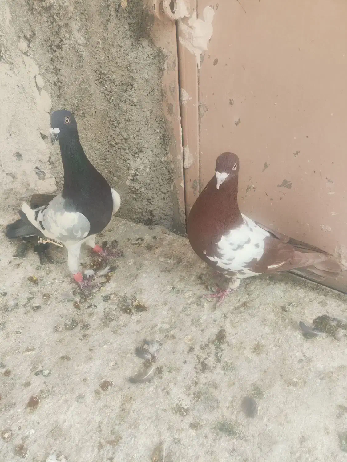 کفتر|پرنده|شیراز, جرسقان|دیوار