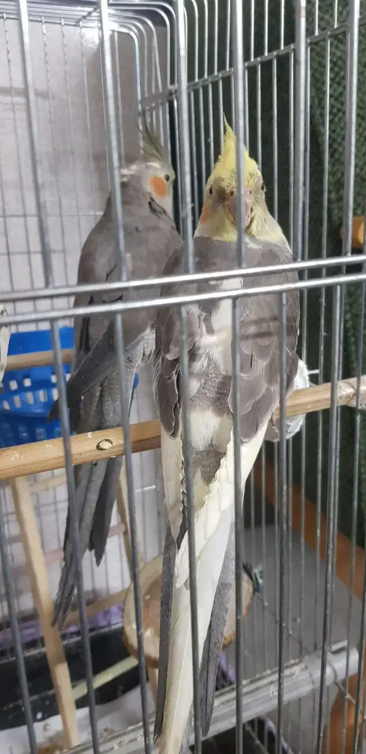 عروس هلندی دستی سخنگو ...|پرنده|ری, دولت‌آباد|دیوار