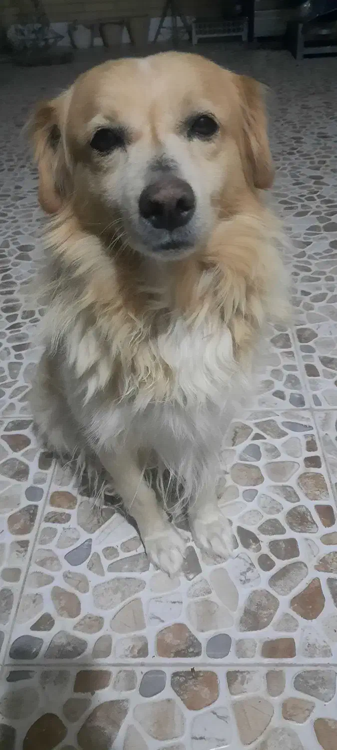 فروش سگ|سگ|آباده, |دیوار