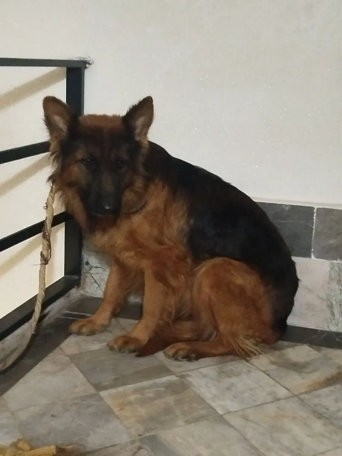 سگ ژرمن ماده|سگ|فردیس, فردیس|دیوار