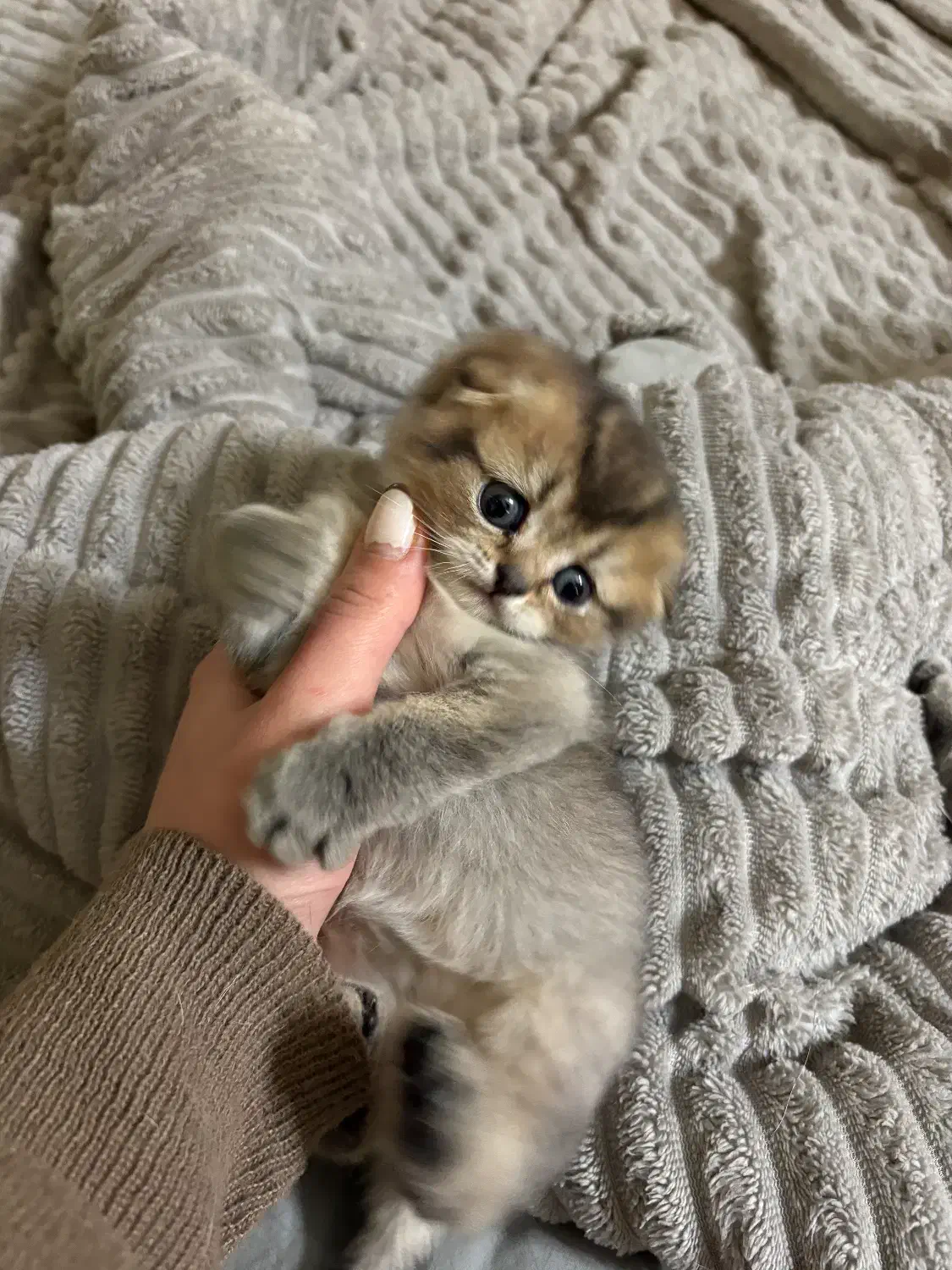 اسکاتیش گلد|گربه|اندیشه, اندیشه فاز ۱|دیوار