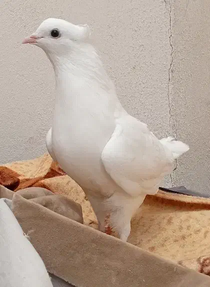 کفتر مهر سفید|پرنده|اردبیل, |دیوار