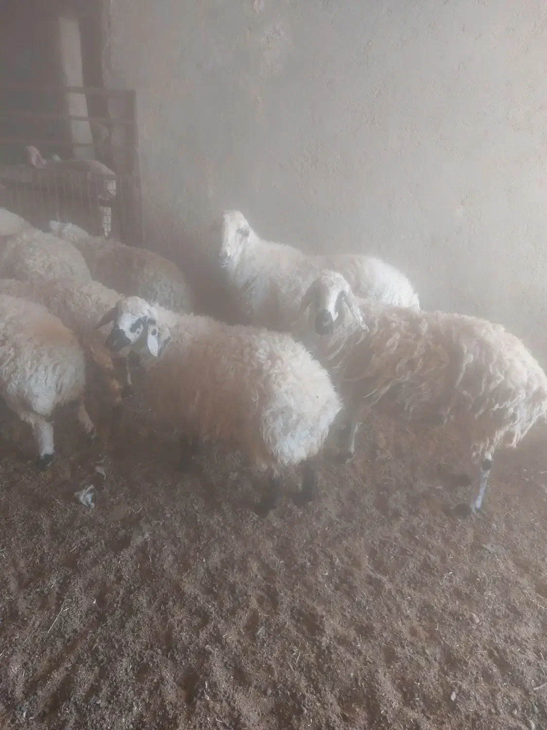 فروش بره ماده چاق داشتی و گوشتی  و میش ابستن|حیوانات مزرعه|گاریزات, |دیوار