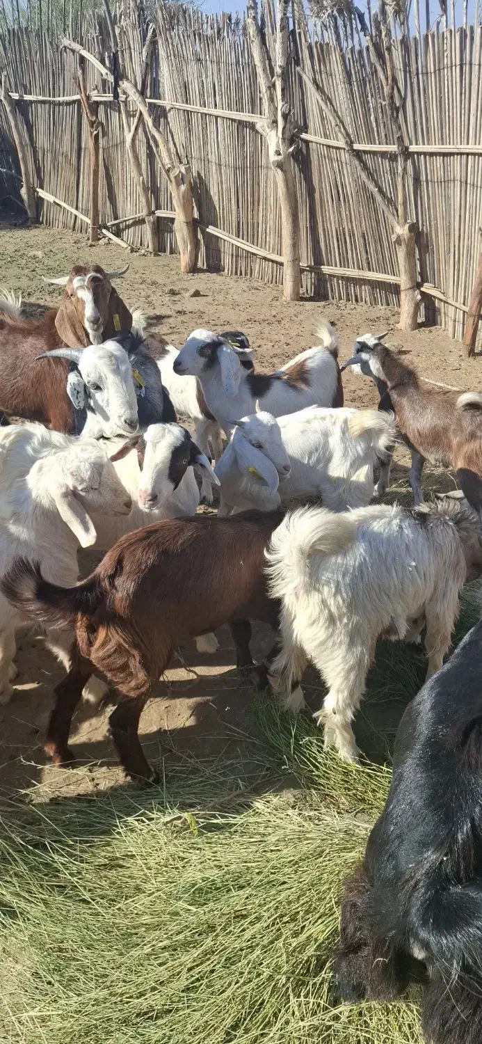 قیمت نقد|حیوانات مزرعه|آسمینون, |دیوار