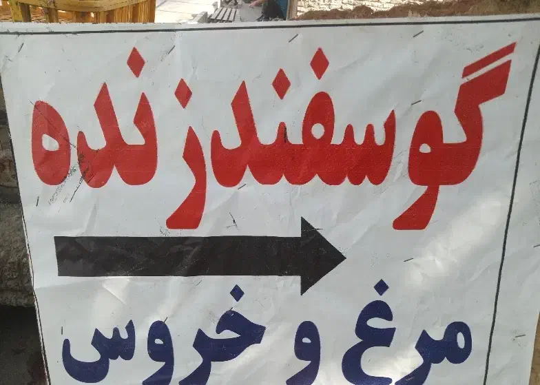 فروش گوسفند زنده سراسر تهران باقصاب درمحل|حیوانات مزرعه|تهران, کن|دیوار
