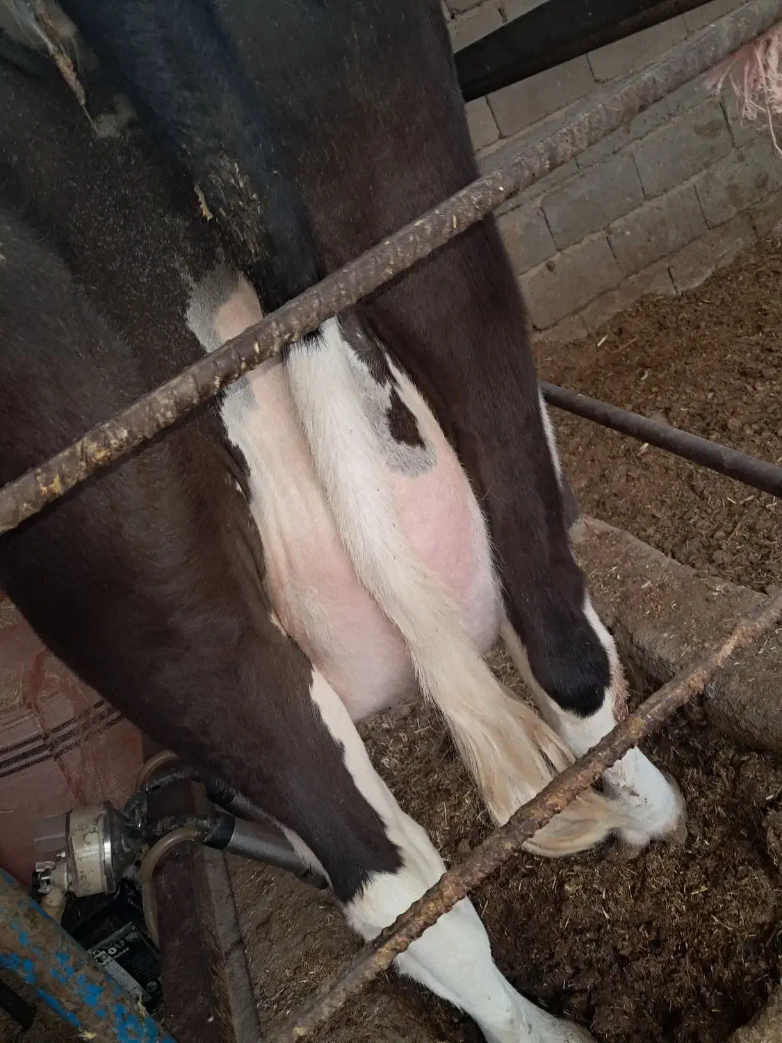 گوساله گاو شیری|حیوانات مزرعه|شیراز, ظفرآباد|دیوار