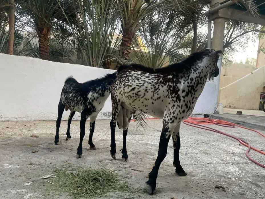 کهره|حیوانات مزرعه|قشم, |دیوار