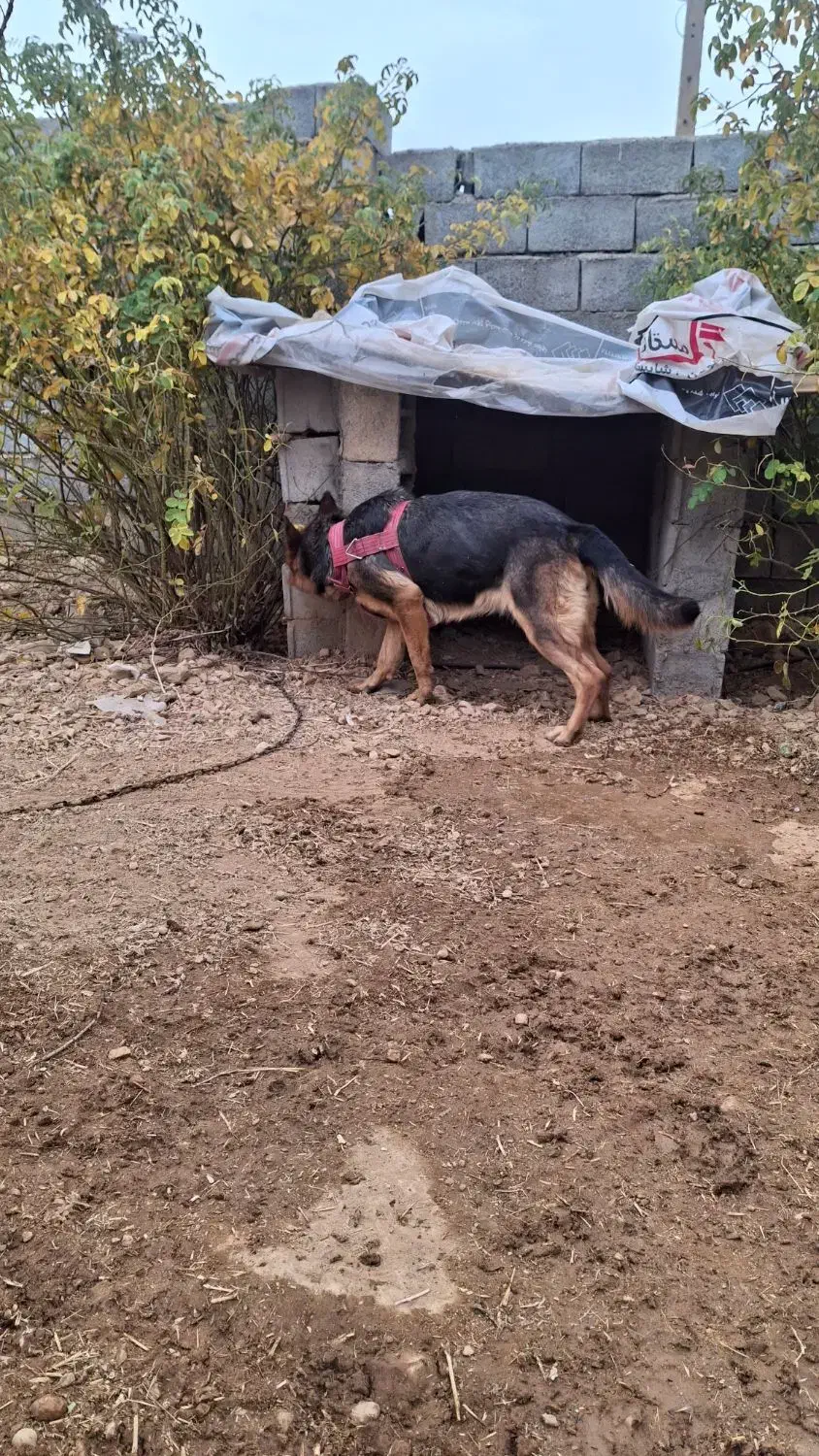 سگ ژرمن شپرد ماده|سگ|لردگان, |دیوار