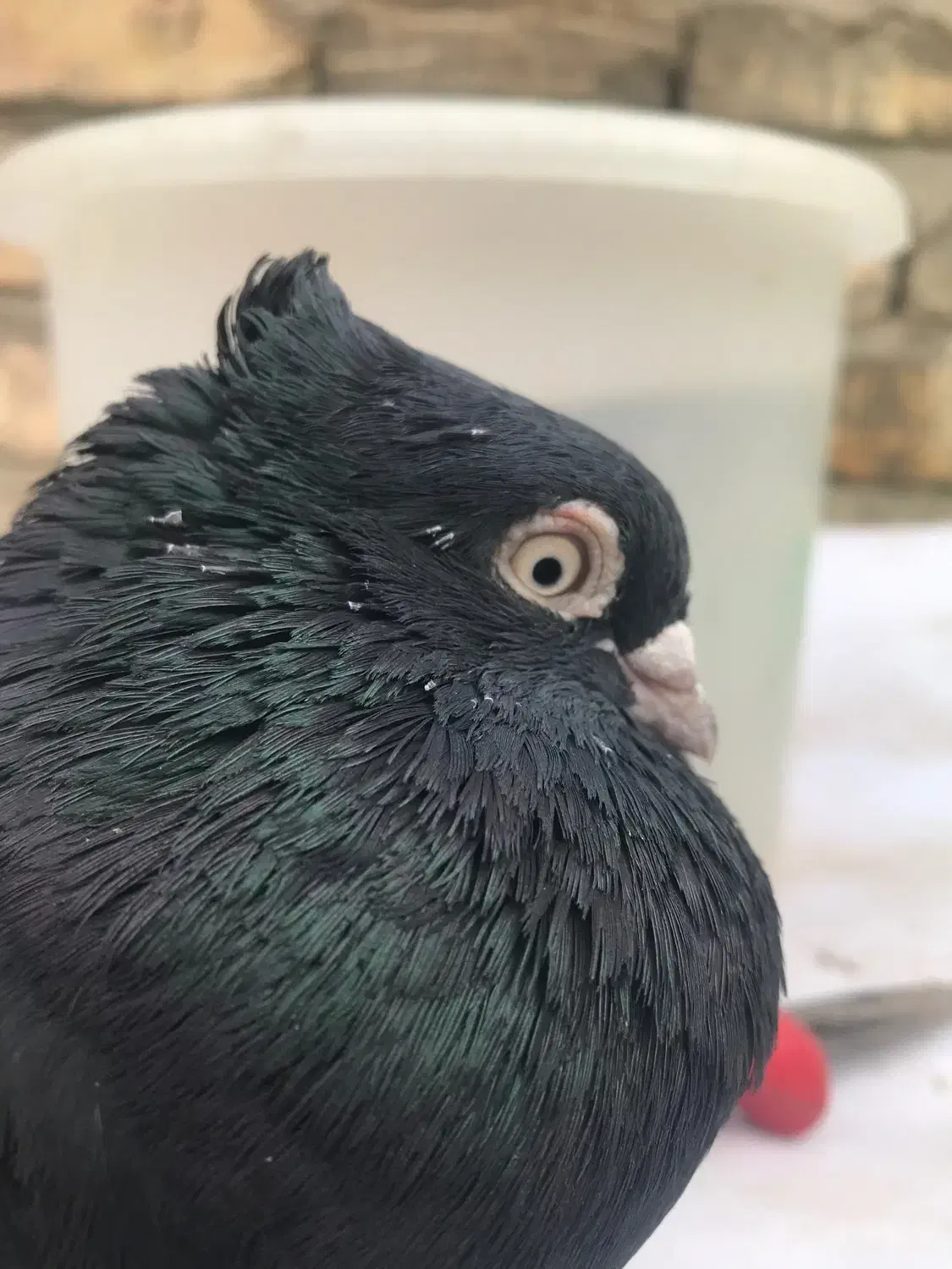 زاغ ابادانی نر چشمنوک سفید مست|پرنده|شاهینشهر, شهرک گلدیس|دیوار