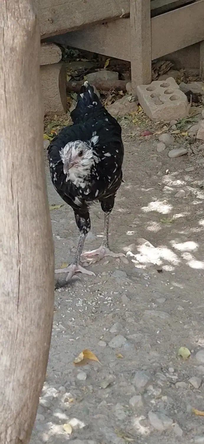 گلین خال سوزنی اصل|حیوانات مزرعه|اصفهان, فجر|دیوار