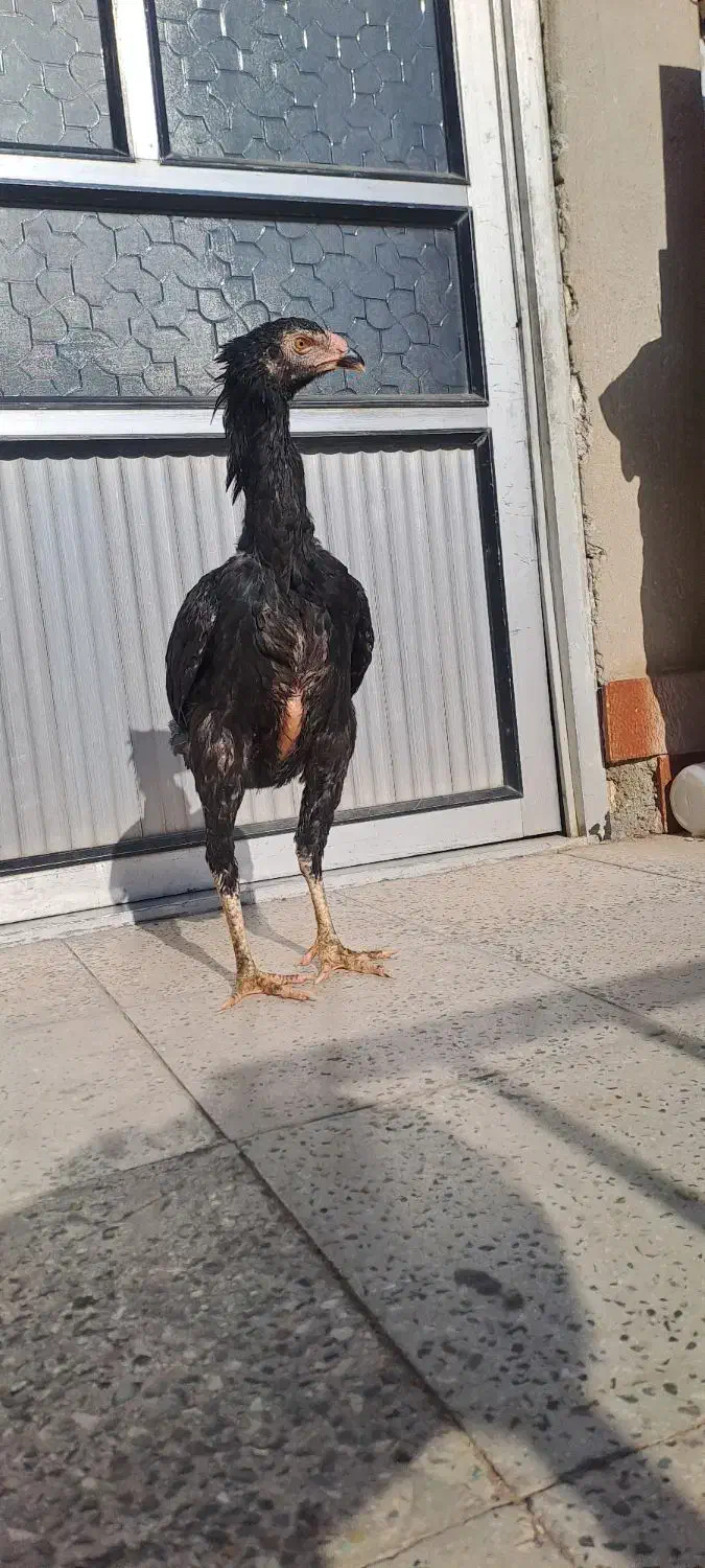 لاری اوشامو|حیوانات مزرعه|شاهدشهر, |دیوار