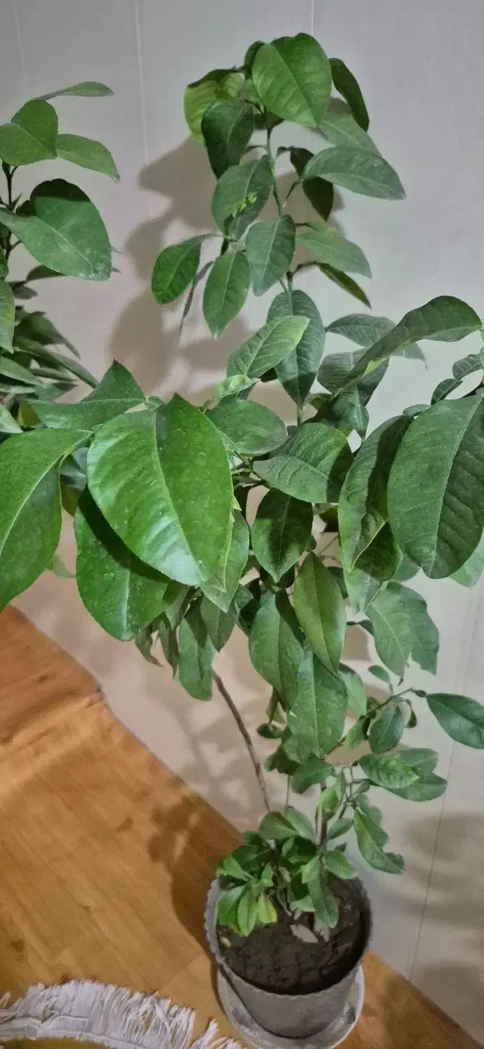 درخته بهار نارنج و درختچه فردوس|گل و گیاه طبیعی|ارومیه, |دیوار