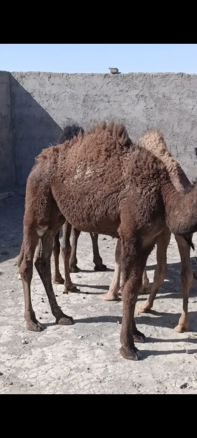 فروش جونگ|حیوانات مزرعه|تیمور آباد, |دیوار