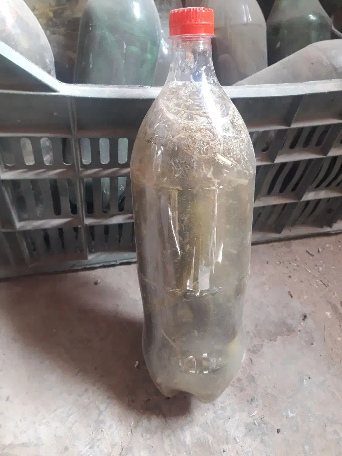 خیارشور|خوردنی و آشامیدنی|شیروان (خراسان), |دیوار