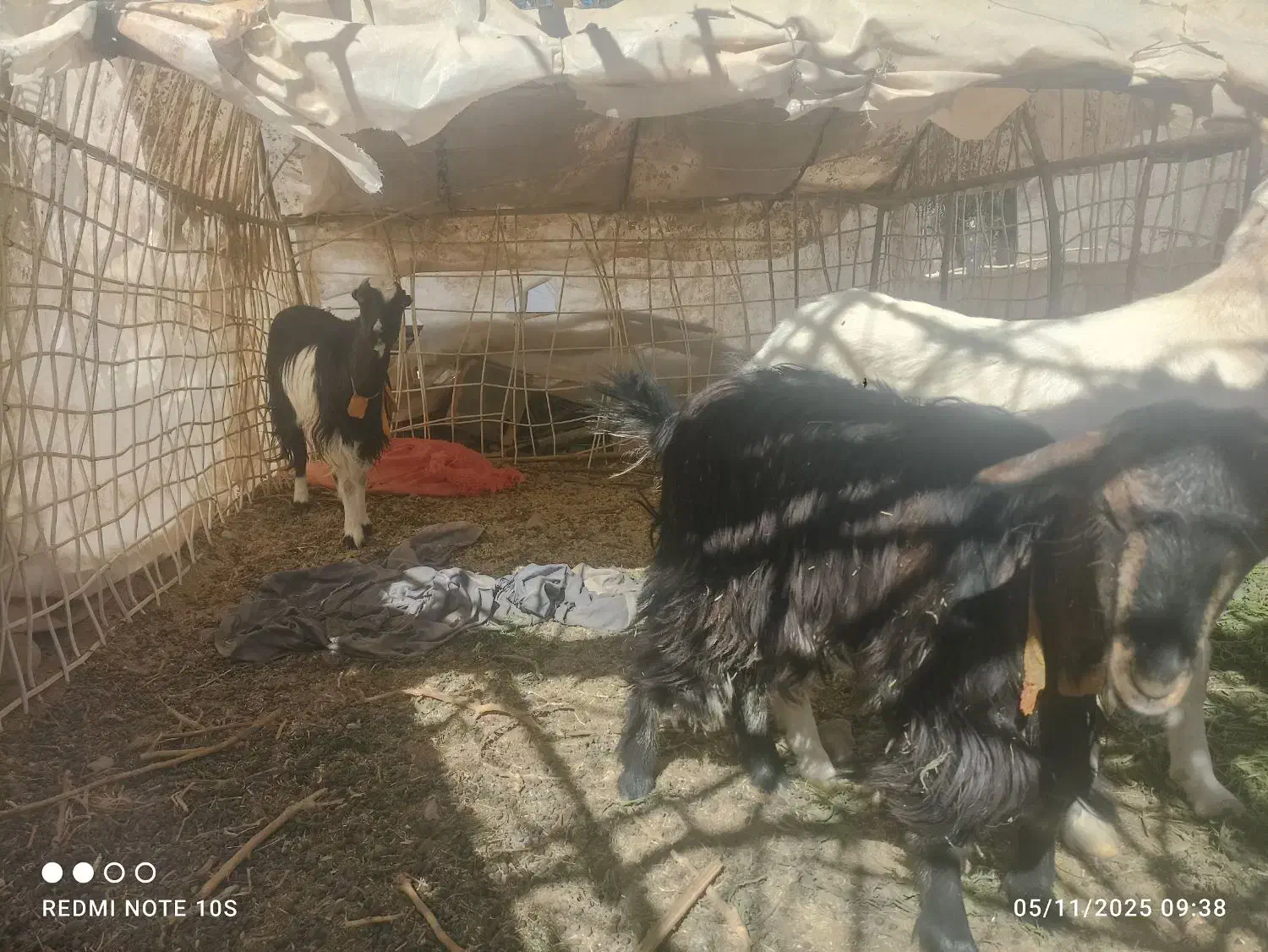 بز فروشی|حیوانات مزرعه|خاش, |دیوار