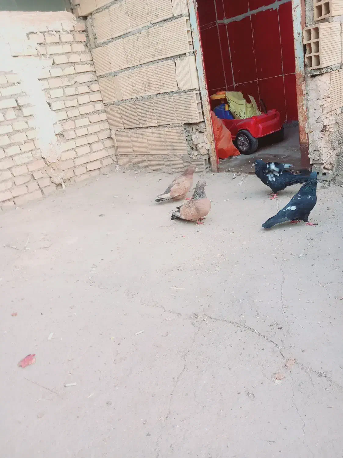 طرفی|پرنده|اهواز, عین ۲|دیوار