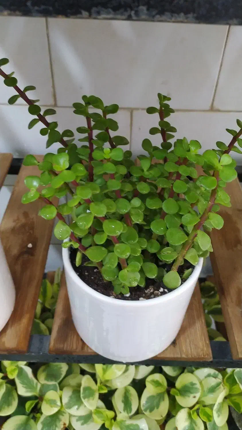 بنجامین ،اریکا|گل و گیاه طبیعی|یزد, |دیوار