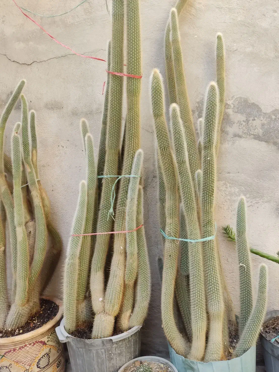 کاکتوس|گل و گیاه طبیعی|ملارد, |دیوار